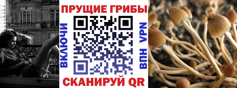 Галлюциногенные грибы Psilocybine cubensis  закладки  Ардон 
